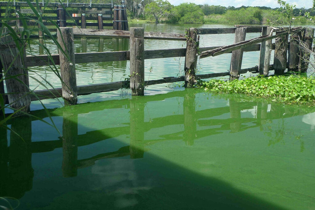 A toxic algae outbreak on southwest Florida’s Caloosahatchee River in June of 2011, turned the water a freakish green, killed fish, and released a nauseating stench for weeks.
(Photo provided by Sanibel-Captiva Conservation Foundation)