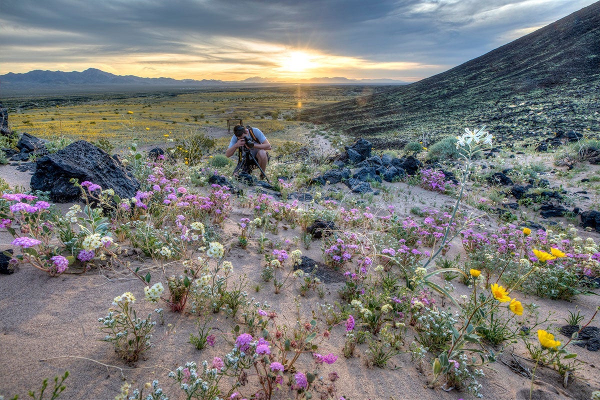 Wildflowers bloom at Amboy Crater, Mar. 15, 2017, Mojave Trails National Monument.