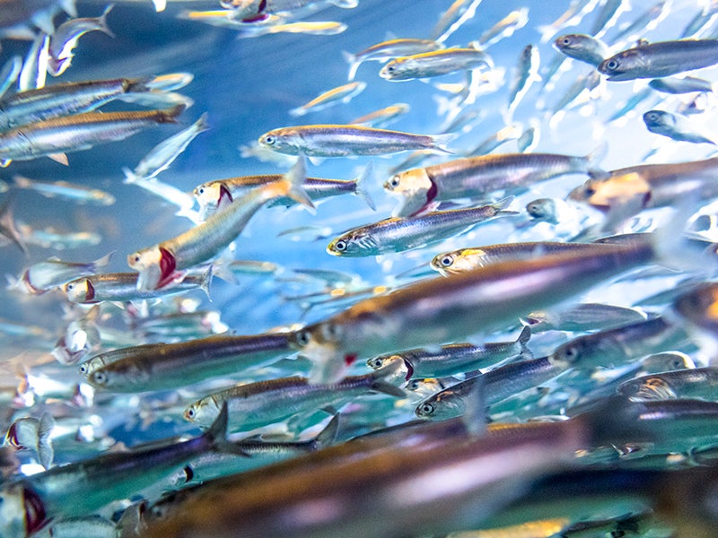 Anchovies, an essential food source for many marine predators, have suffered from overfishing for years. A recent federal court decision requires the National Marine Fisheries Service to set catch limits for the fish based on current population data.
(evantravels / Getty Images)