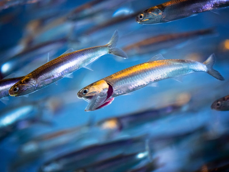 Protecting tiny forage fish like the anchovy is good for the ecosystem and the economy.
(evantravels/Shutterstock)