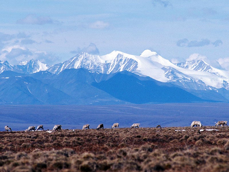 The way of life of the Gwich’in people, who have depended on the caribou of the Arctic Refuge for millennia, is threatened by plans for oil drilling.