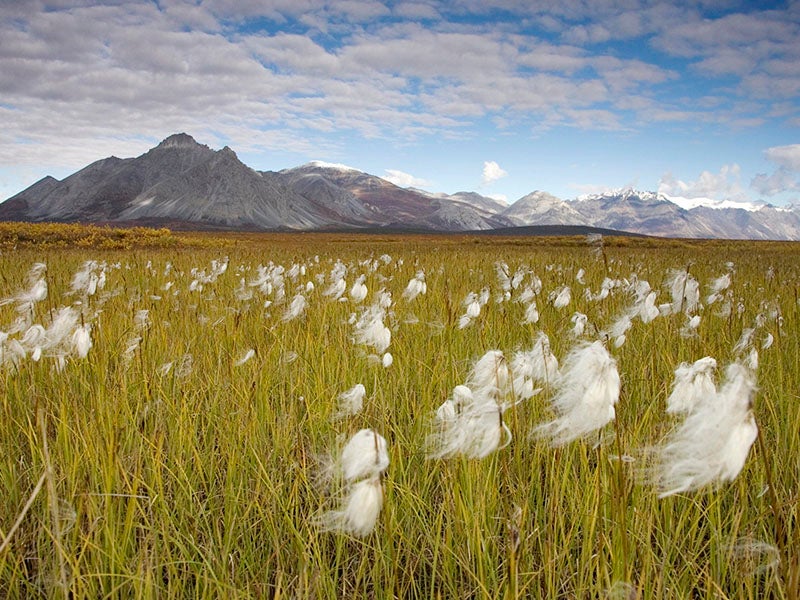 A field in the Arctic Refuge