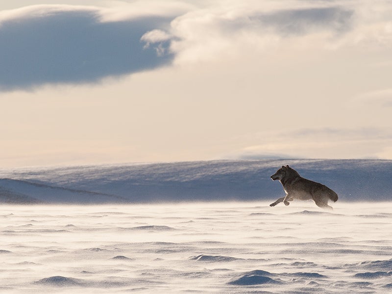 A wolf in the Arctic Refuge.