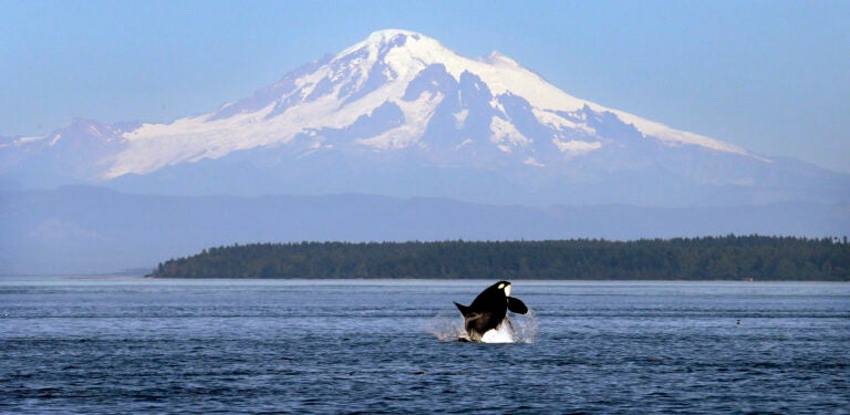 Tragic Orca Deaths Underscore Urgent Need To Restore Salmon Runs ...