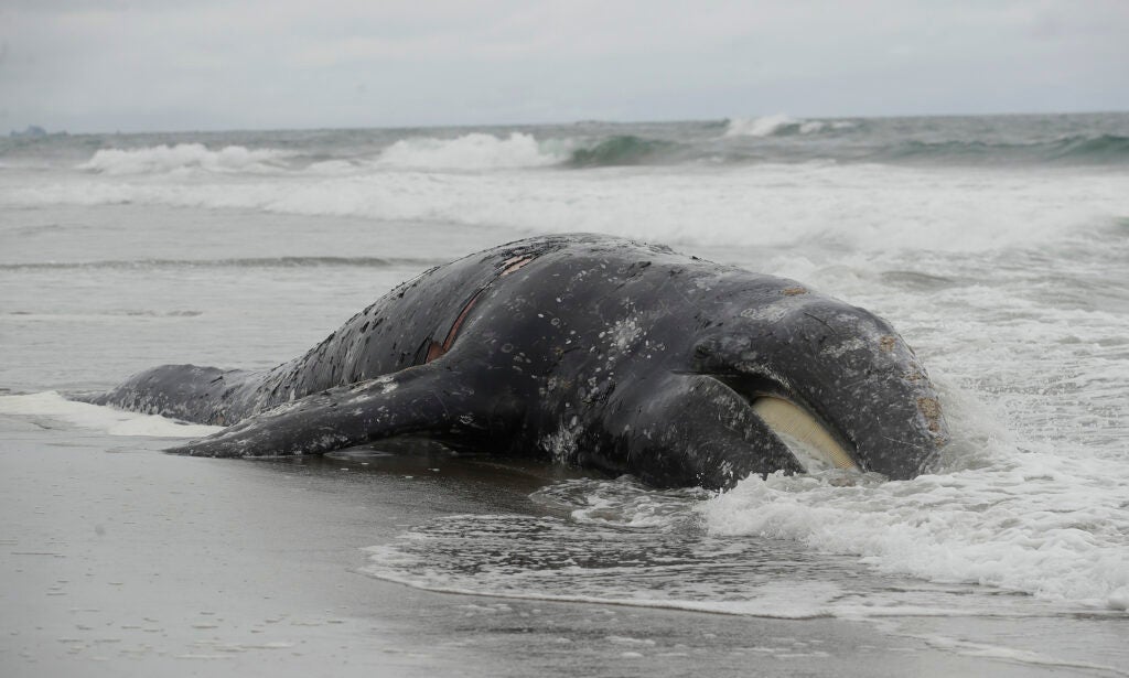 Waves roll over a dead whale on San Francisco's Ocean Beach. Dozens of Northern Pacific gray whales washed up along the West Coast this spring.