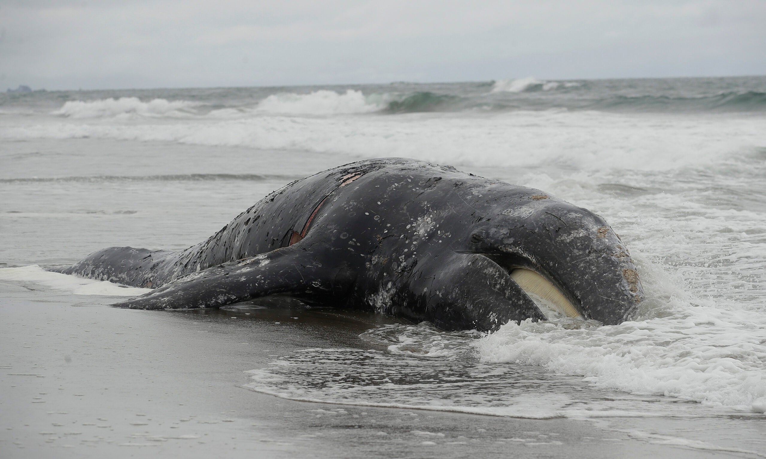 Waves roll over a dead whale on San Francisco&#039;s Ocean Beach. Dozens of Northern Pacific gray whales washed up along the West Coast this spring.