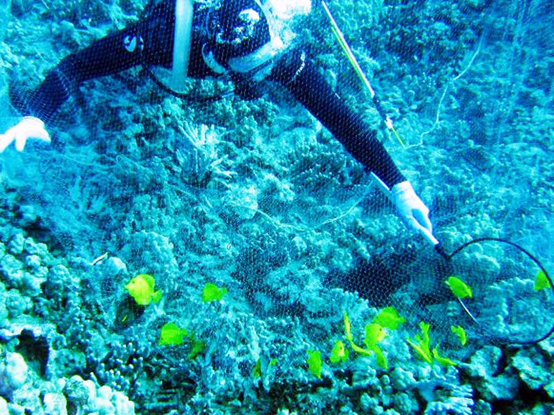 An aquarium collector takes fish from a reef in Hawai`i. (Brooke Everett)