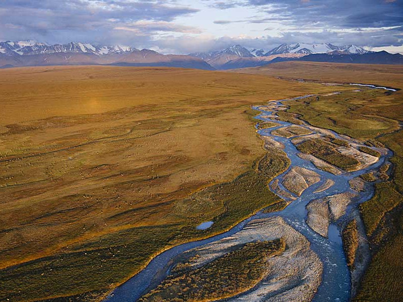 Caribou form large herds on the coastal plains north of the Brooks Range.
(Florian Schulz / visionsofthewild.com)