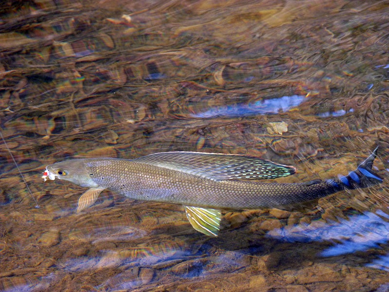 Arctic grayling. A primary factor in the decline of the species’ range has been the ongoing diversion of water from the grayling’s stream habitat for agricultural uses and degradation of riparian areas.
(K. Sowl / 2011 USFWS Alaska Fish Photo Contest)