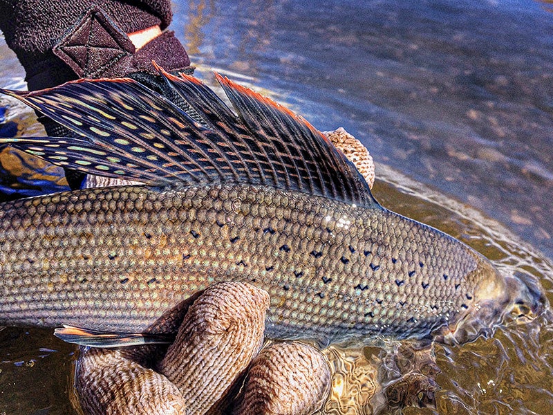 The rare Montana Arctic grayling is in need of legal protections. Their population is declining due to the diversion of water from their stream habitat for agricultural uses and by the degradation of riparian areas by livestock grazing.
(Andrew Gilham / U.S. Fish & Wildlife Service)