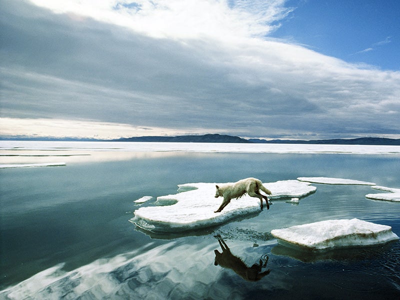 An Arctic wolf.
(Jim Brandenburg/National Geographic Creative)