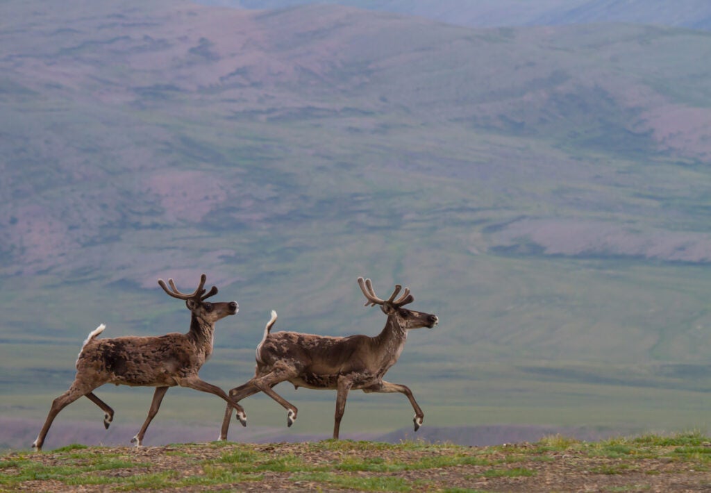 Caribou can be found roaming through the Arctic National Wildlife Refuge.
(Andre Coetzer / Shutterstock)