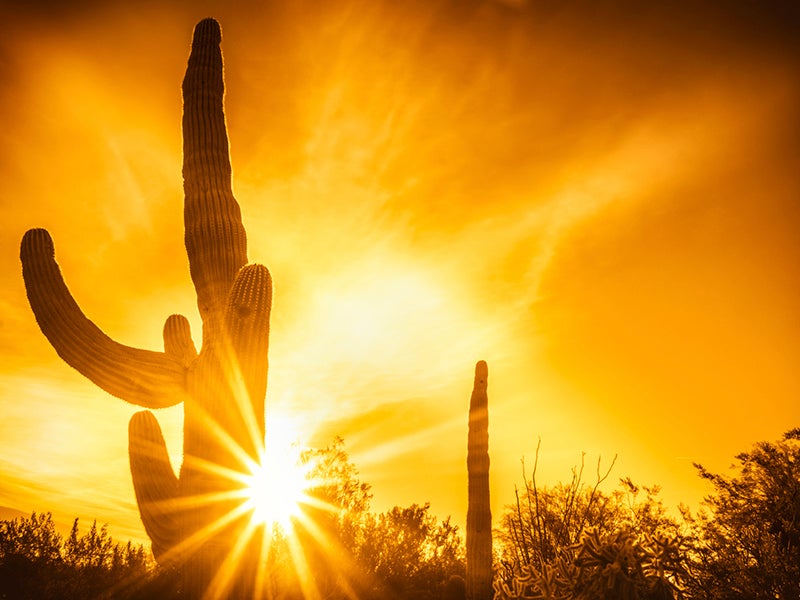 Sunset saguaro arizona