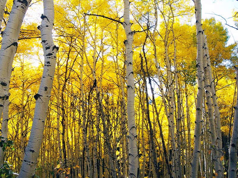 Aspens in Colorado's Gunnison National Forest. Pilot Knob and Sunset Roadless Area in the cross-hairs of fossil fuel development.
(Photo courtesy of Jared Loftus)
