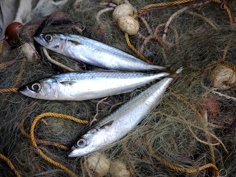 Atlantic mackerel fishing net