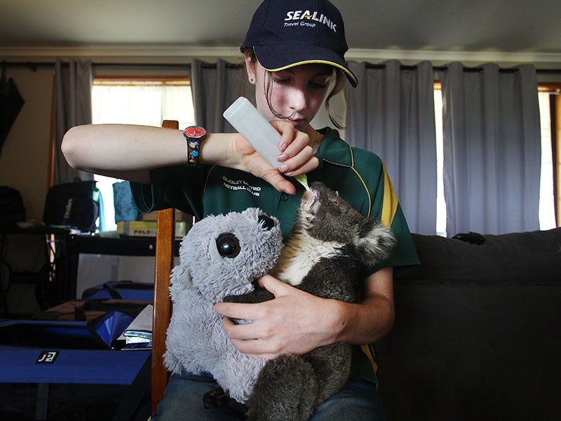 A volunteer feeds a baby koala injured in Australia&#039;s catastrophic fires in January 2020.