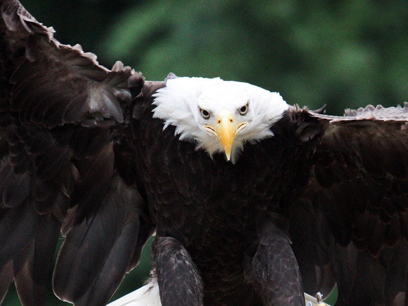 A bald eagle comes in for landing.