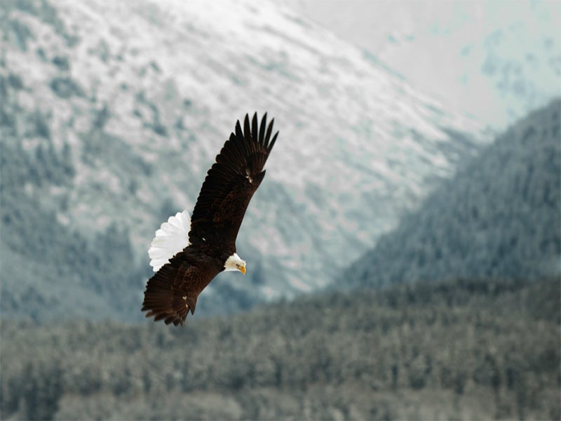 A bald eagle in flight.