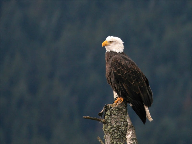 A bald eagle.