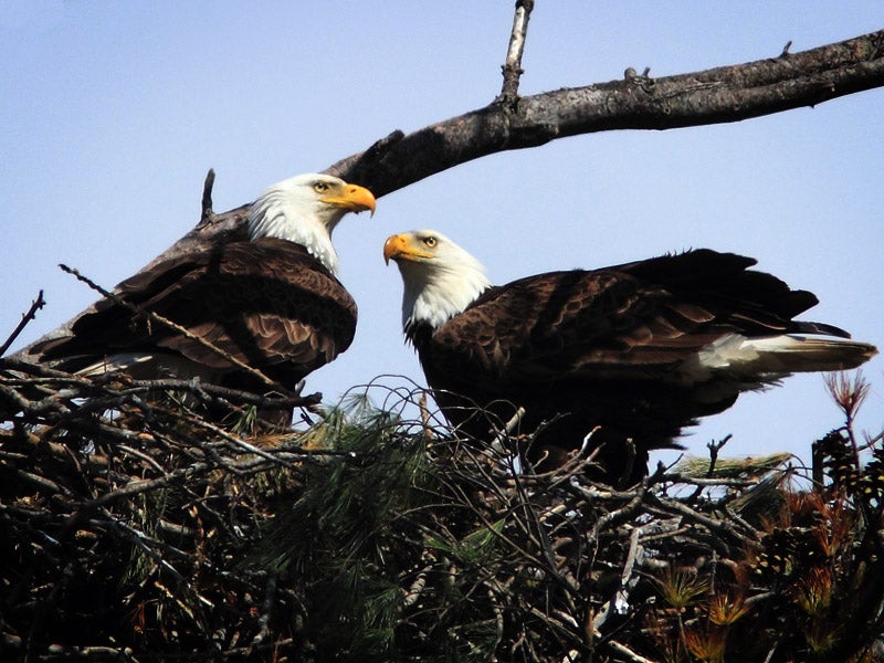 Bald eagles are still prevalent today in large part thanks to the Endangered Species Act.
(Photo courtesy of Kenneth Cole Schneider)