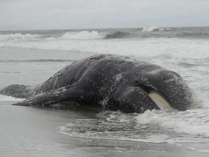 Las olas le dan vuelta a una ballena muerta en Ocean Beach de San Francisco. Docenas de ballenas grises del Pacífico Norte encallaron a lo largo de la costa oeste en el segundo trimestre del año.
()
