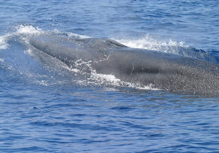 A Gulf of Mexico whale.