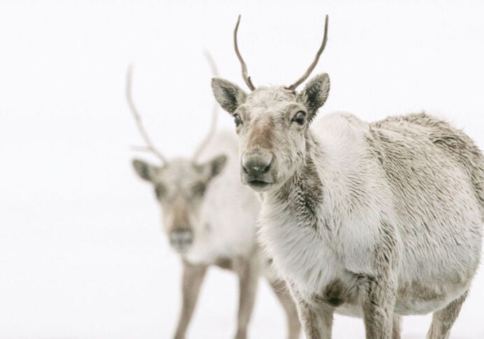 Caribou in the Western Arctic