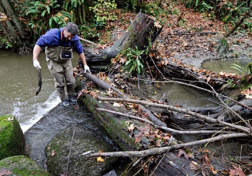 A man explores urban mortality of salmon in a creek