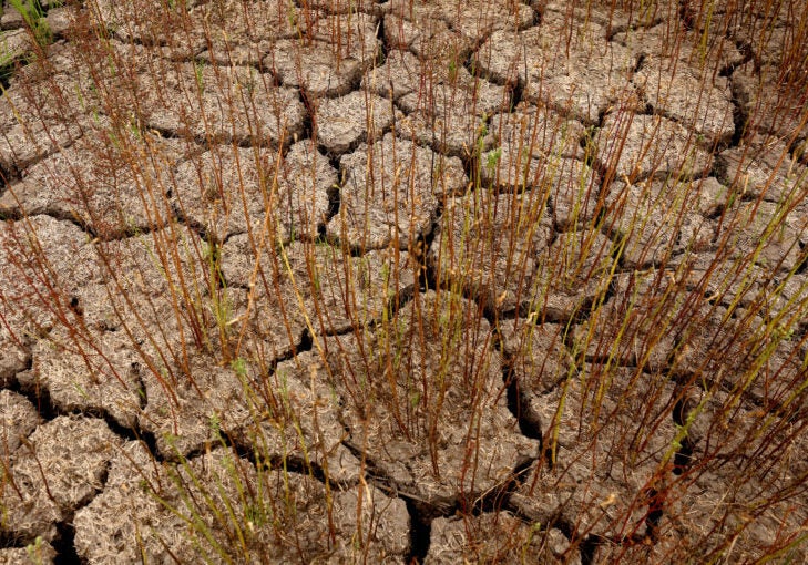 A close up of dry, cracked dirt with some small plants growing in it.