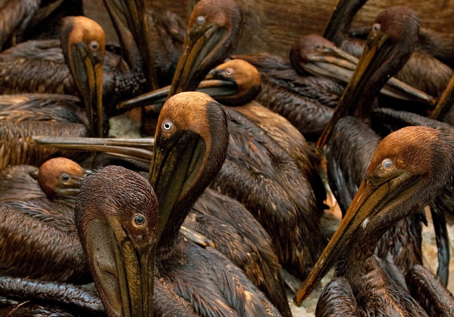 About a dozen dark oil covered pelicans stand together in a room.