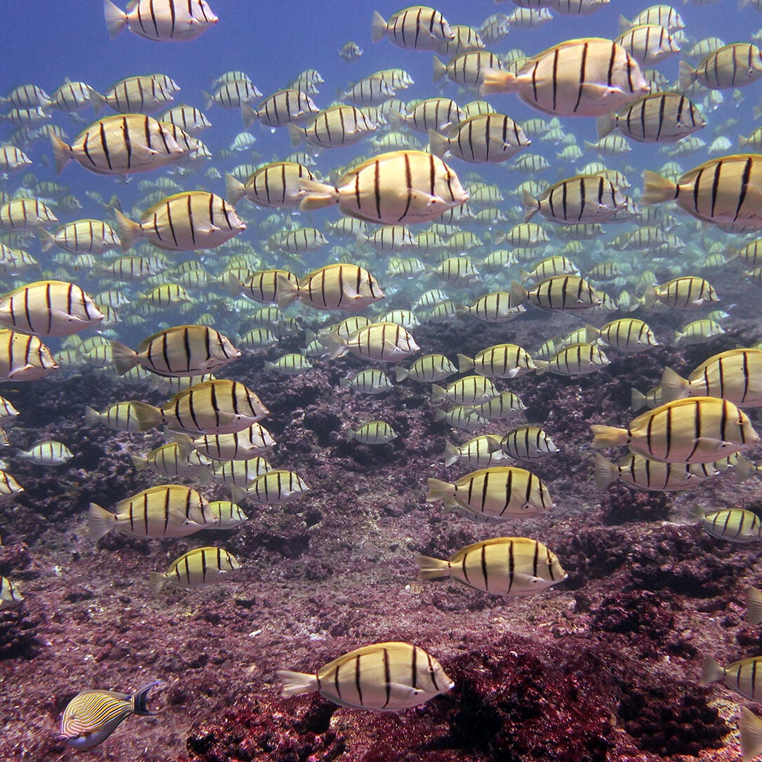 Thousands of convict tangs school in the shallows off Jarvis Island.