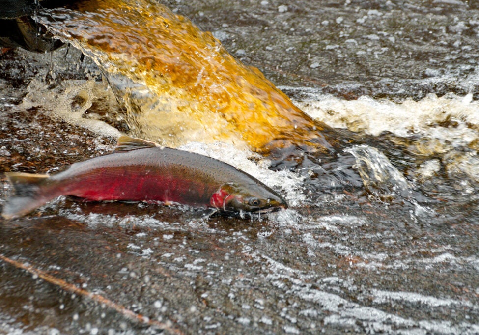 A salmon sits in very shallow water with a stream of brownish water coming from above.