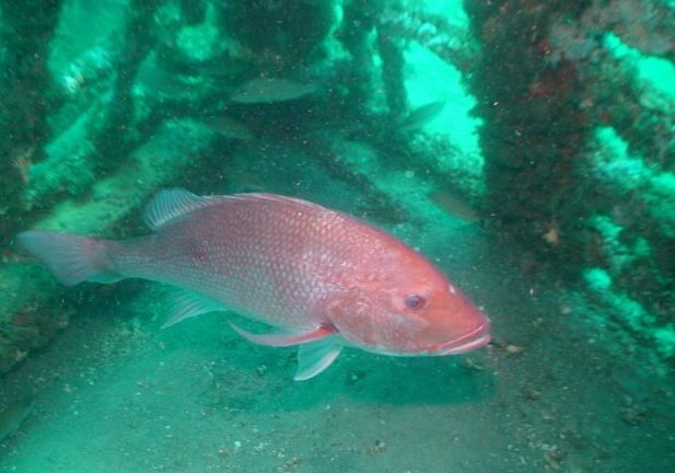 Red snapper in the water.