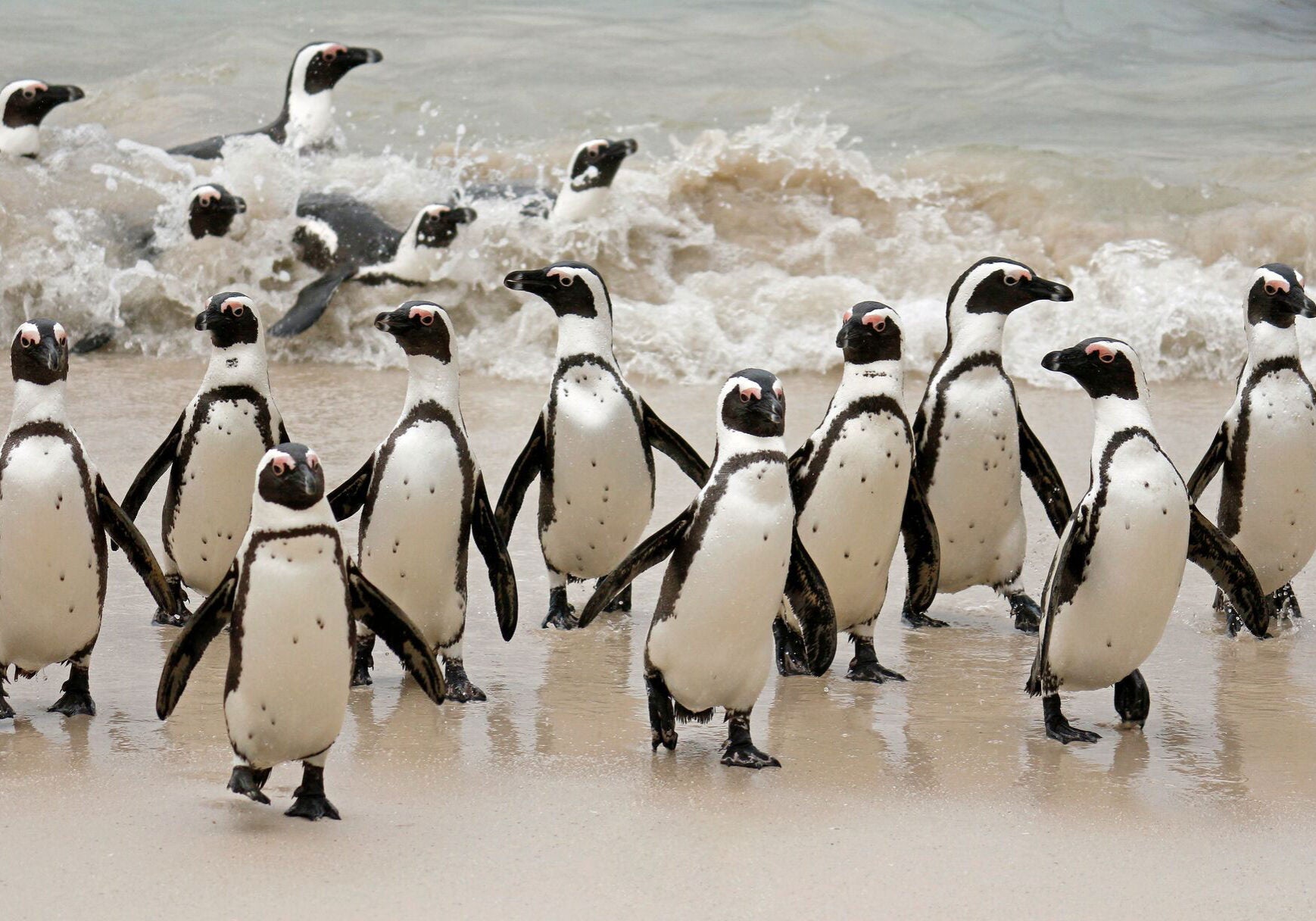 A group of African Penguins getting out of the ocean.