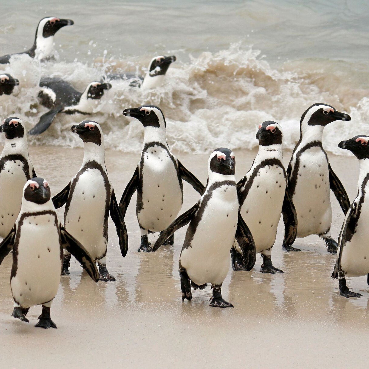 A group of African Penguins getting out of the ocean.