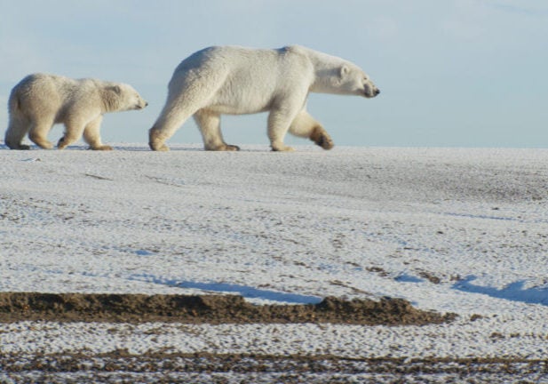 Two polar bears, a mother and cub, walk on a frozen field.