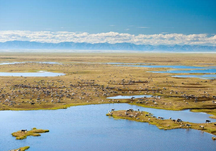 A wide landscape photo with water in the foreground, a grassy plain filled with caribou and mountains and clouds on the distant horizon.
