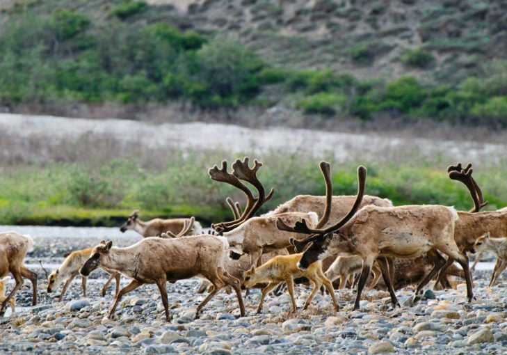 A large group of caribou cross a rocky, dry creek bed with a hill rising behind them.