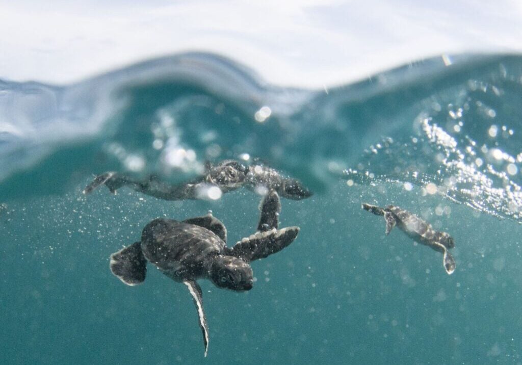 Baby Hawaiian Green sea turtle / honu (Chelonia mydas) are released into deep water away from predators at French Frigate Shoals near Tern Island.