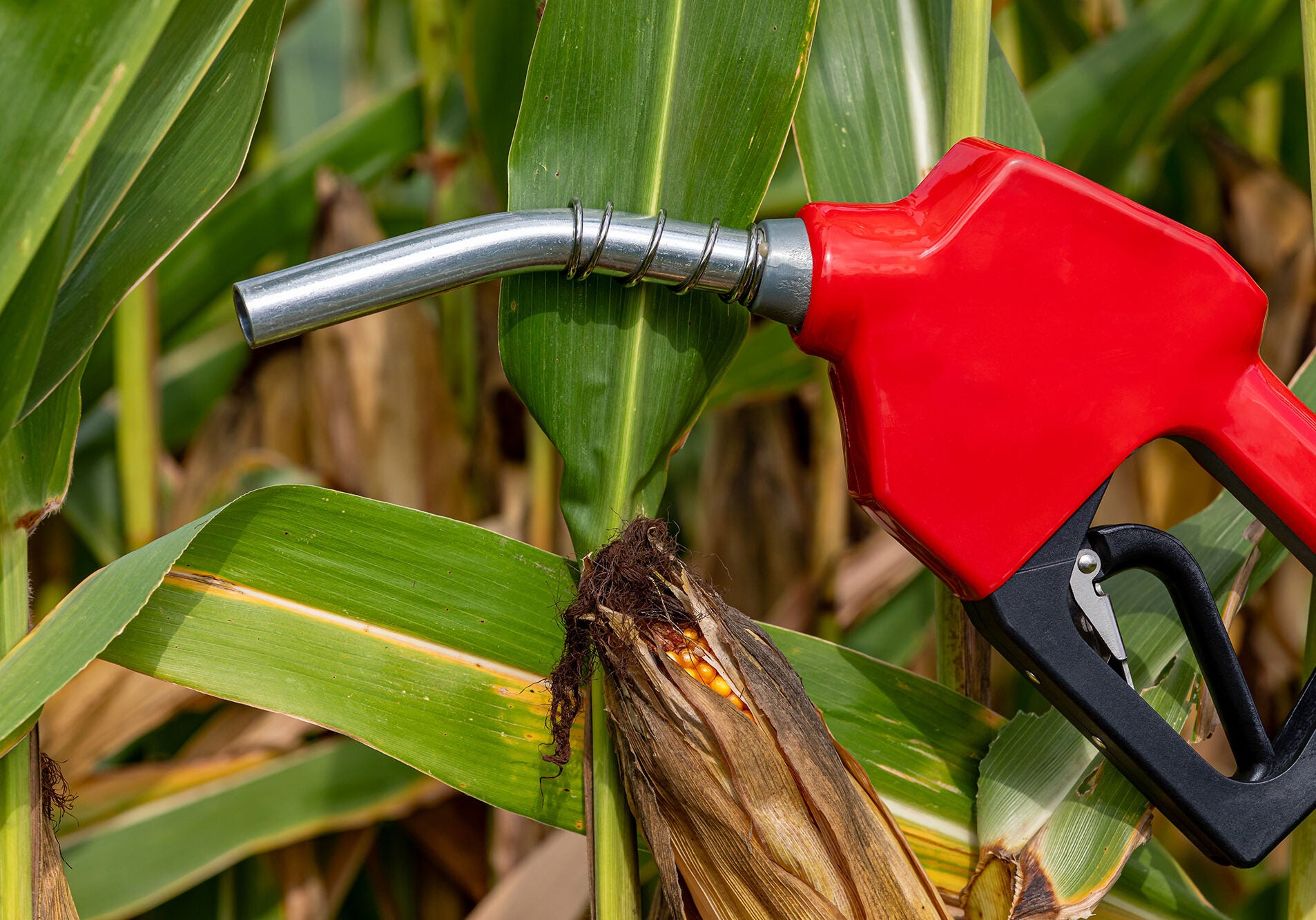 Ethanol Gasoline Fuel Nozzle in Corn Field Ethanol gasoline fuel nozzle with ear of corn in cornfield.