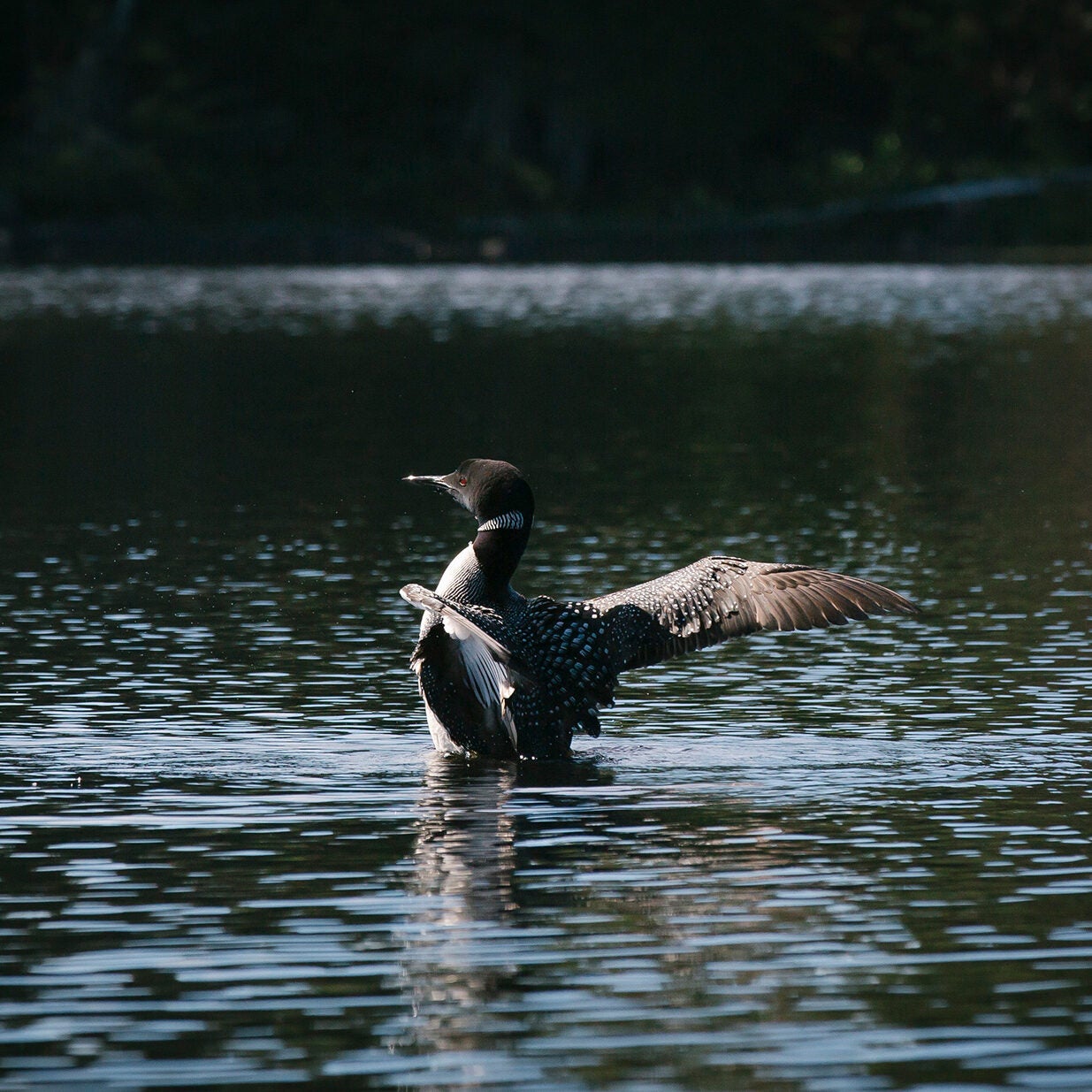 A loon spreads its wings in the Boundary Waters Canoe Area Wilderness.