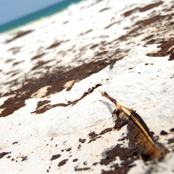 An oil-coated feather washed onto a Pensacola beach on June 23, 2010, following the BP Deepwater Horizon explosion and oil spill.