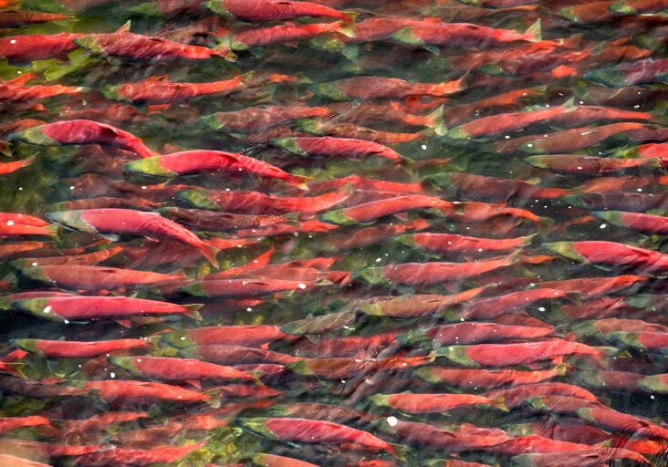 Sockeye salmon in the Bristol Bay watershed.