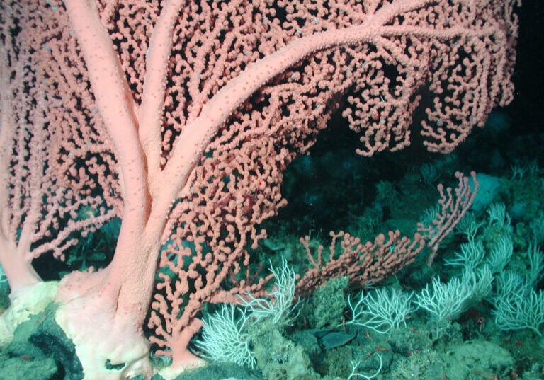 Close-up of an underwater dusky pink coral with thick main trunks and smaller growths extending out in a fan-like shape. Delicate, thread-like white corals grow around the base of the large pink coral.
