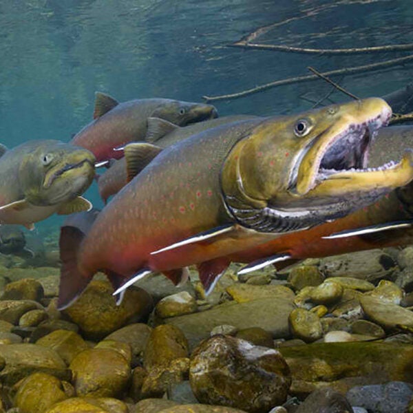 Montana’s cold, clean streams contain some of the last prime habitat in the United States for threatened bull trout, whose historic range has shrunk by half.