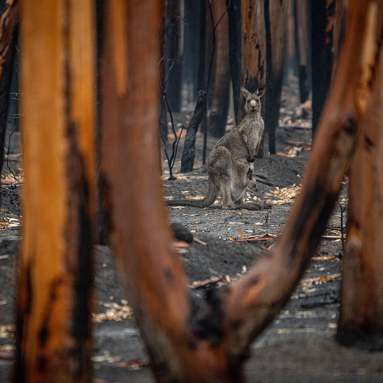 A kangaroo stops in burned out forest to look at the viewer through the branches of a burned-out tree. A jooey is in her pocket. The ground is black and burned. The trees are all black and burned. There is nothing green.