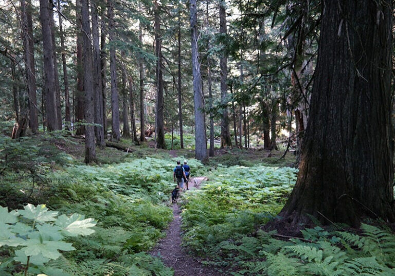 Hikers explore lush cedar forests in the East Fork Bull River drainage of the Cabinet Mountains Wilderness.