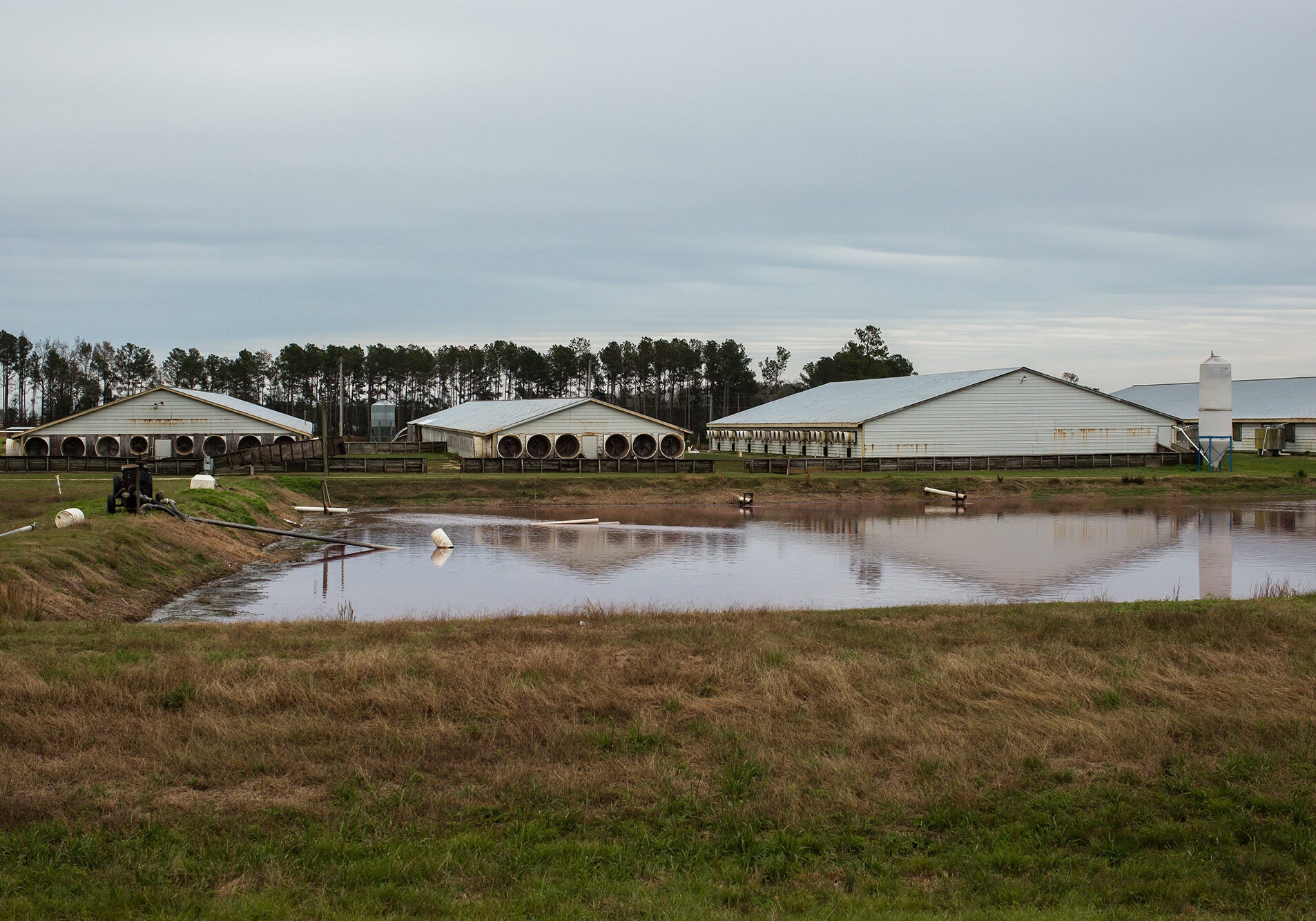 CAFO and Hog Waste Lagoon A large waste lagoon pit in front of large, long buildings that confine animals.