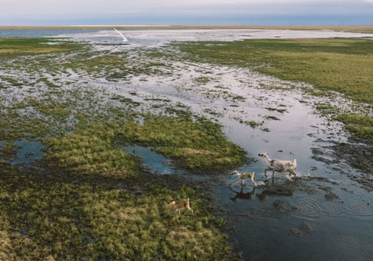 Caribou in the western Arctic.
