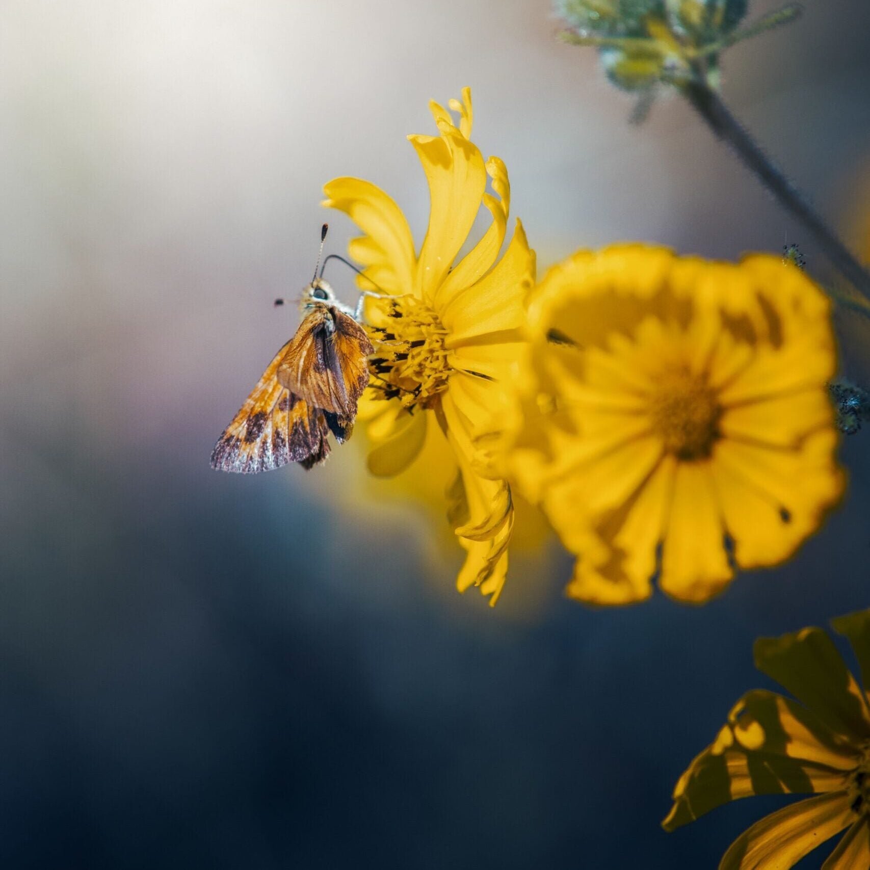 A threatened Mardon skipper butterfly basks in the sun at Cascade-Siskiyou National Monument.